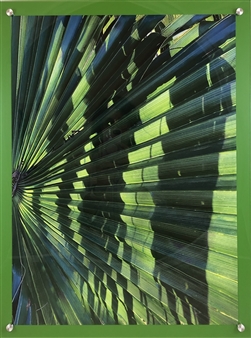 Palm Fronds and Shadows
Photograph on Fine Art Paper
24" x 18"