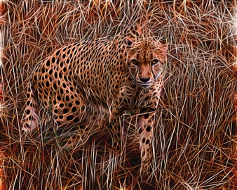 Cheetah Hunting
Digital Sublimation Print on Aluminum
30" x 36"
