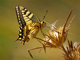 Swallowtail on Thorns - Ilan Horn - Israel
Photograph
0" x 0"