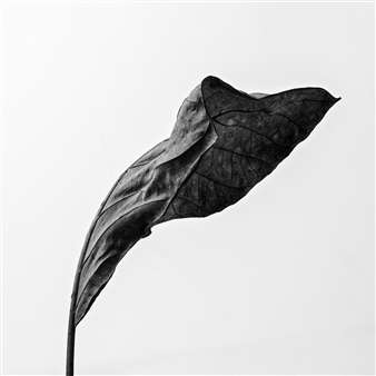 Withered 2
Archival Pigment Print
24" x 24"