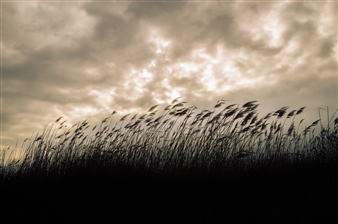 Wind in the reeds... - Jan Procházka - Czechia
Photograph
0" x 0"