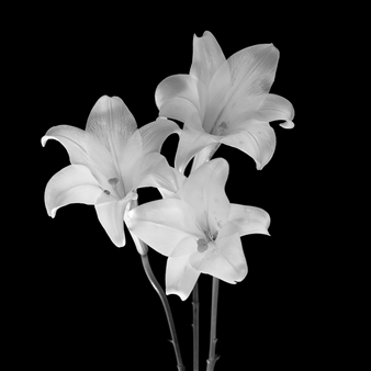 Three Lilies #15
Photograph on Cotton Paper
19.5" x 19.5"