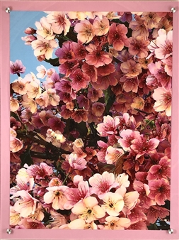 Cherry Blossoms
Photograph on Fine Art Paper
24" x 18"