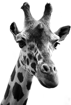 Giraffa
Photograph on Cotton Paper
31.5" x 23.5"