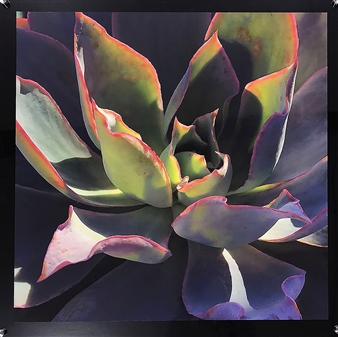 Succulent in the Morning
Photograph on Fine Art Paper
24" x 24"