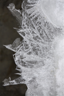 Second Nature
Photograph on Plexiglass
40" x 26.5"