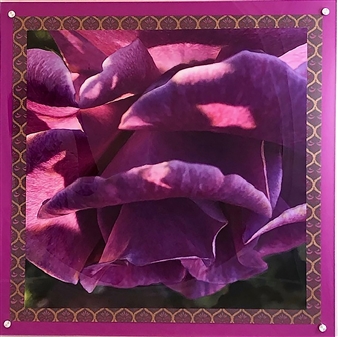 Purple Rose
Photograph on Fine Art Paper
24" x 24"