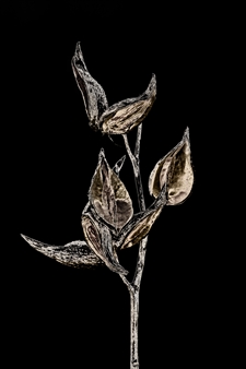 Milkweed Dark
Photograph on Fine Art Paper
18" x 12"