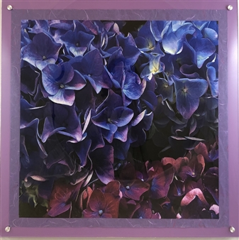 Blue and Purple Hydrangeas
Photograph on Fine Art Paper
24" x 24"