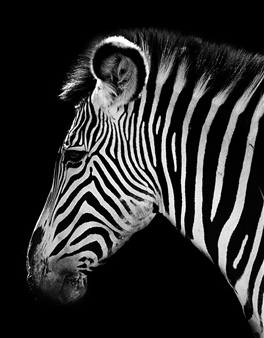 Zebra
Photograph on Cotton Paper
31.5" x 23.5"