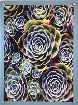 Hens and Chicks Succulents
Photograph on Fine Art Paper
24" x 18"
