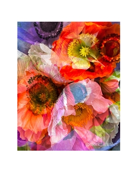 Poppy Explosion
Digital Print on Hahnemuhle Cotton Paper
20" x 16"