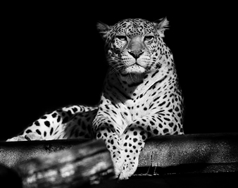Leopard
Photograph on Cotton Paper
23.5" x 31.5"