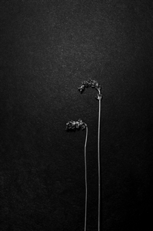 Two Flowers
Photograph on Fine Art Paper
33" x 22"