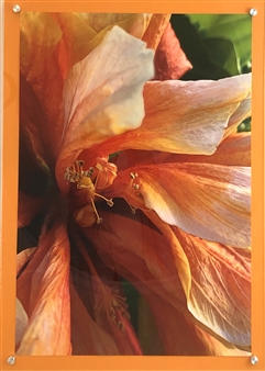 Orange Hibiscus
Photograph on Fine Art Paper
24" x 18"
