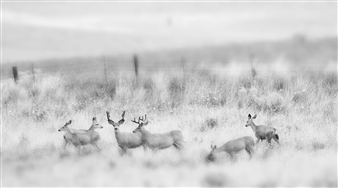 Herd of Deer B/W Tilt-Shift
Metal Print
13.5" x 24"
