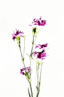 Pink Carnations Light
Photograph on Fine Art Paper
18" x 12"