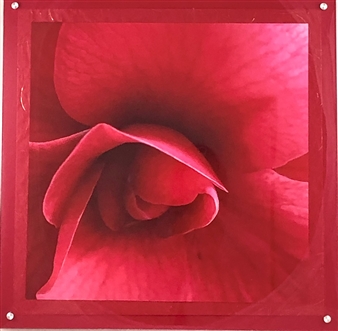 Red Camellia
Photograph on Fine Art Paper
24" x 24"