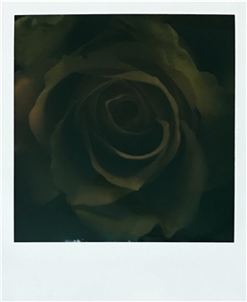 Dark Rose
Instant Prints (Polaroids)
4.2" x 3.5"