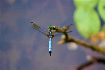 Blue Dragonfly
Archival Pigment Print
17" x 22"
