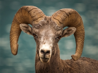 Big Horn Sheep - Benedict Lavrinoff - Canada
Photograph
0" x 0"