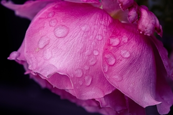 Drenched in Pink - Varun Turlapati - United States
Photograph
0" x 0"