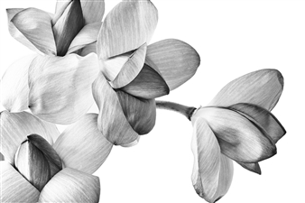 Lotus Flower #3
Photograph on Cotton Paper
23.5" x 35.5"