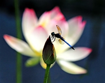 Dragon Fly Resting
Archival Pigment Print
16" x 20"
<span style='color:red;'>Sold</span>